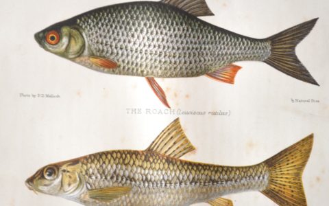 LIVRES ET MATÉRIELS DE PÊCHE – GASTRONOMIE – Mars 2021 – SV Briscadieu Bordeaux